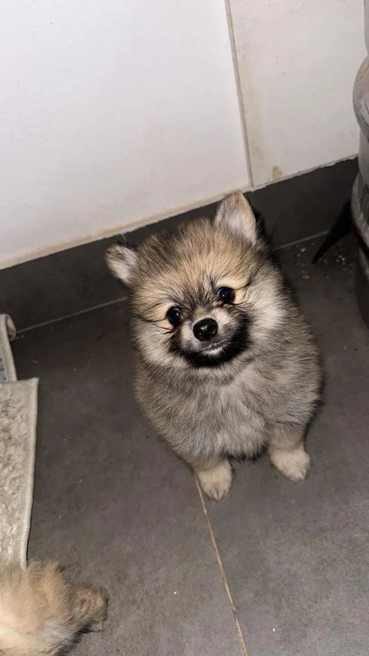 Spitz Alemão 