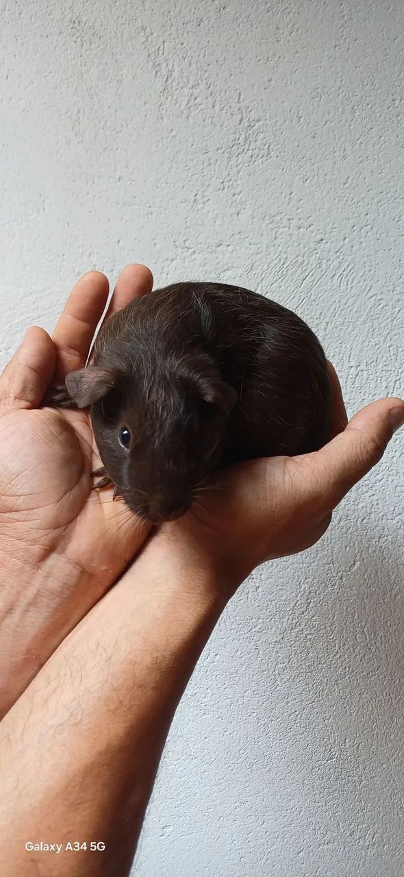 Porquinho da Índia Filhote  - Foto 3
