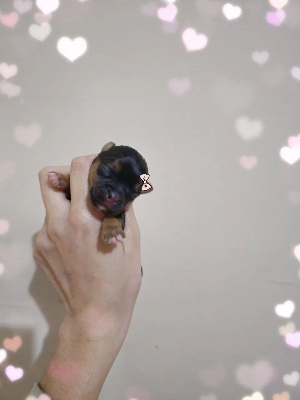 Yorkshire terrier micro  - Foto 3