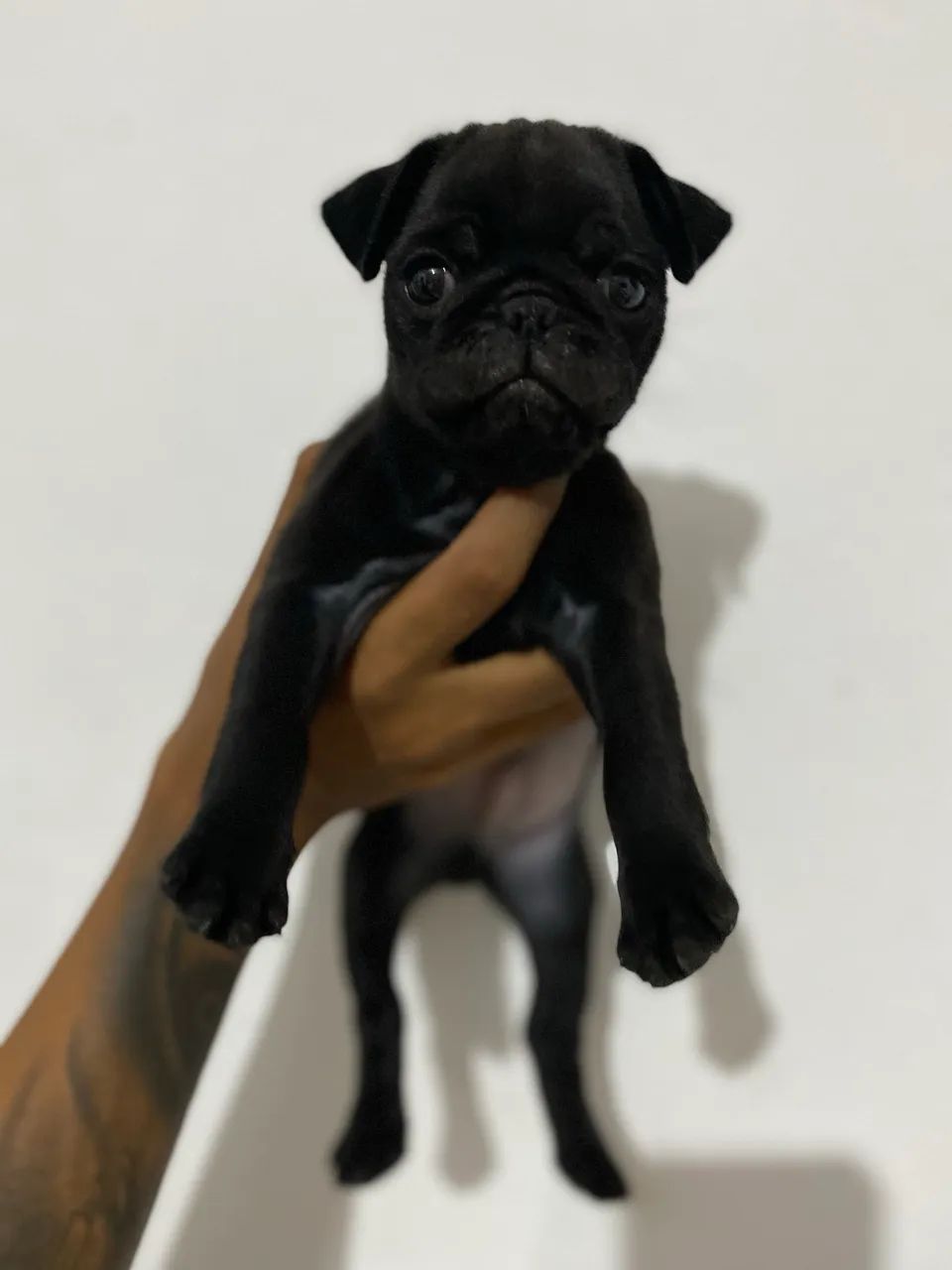 Filhote de pug preto - Foto 2