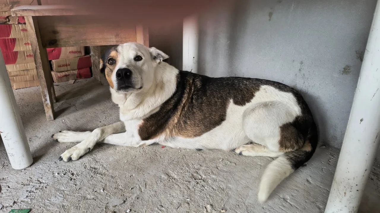 Cachorra para Doação - Foto 2