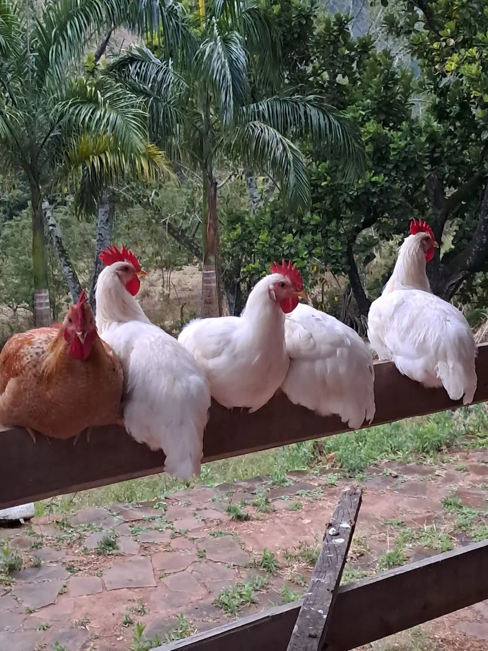 Frango 