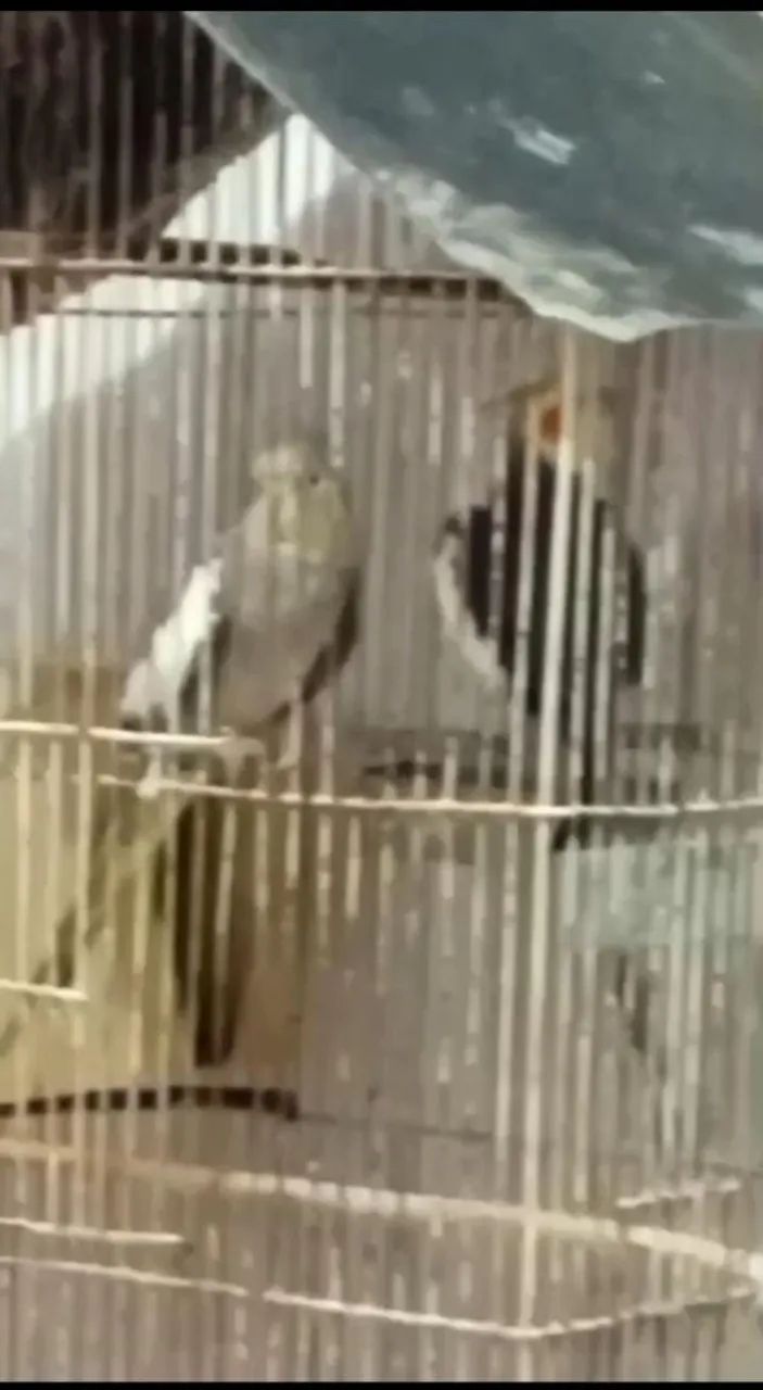 Galos e galinha 
