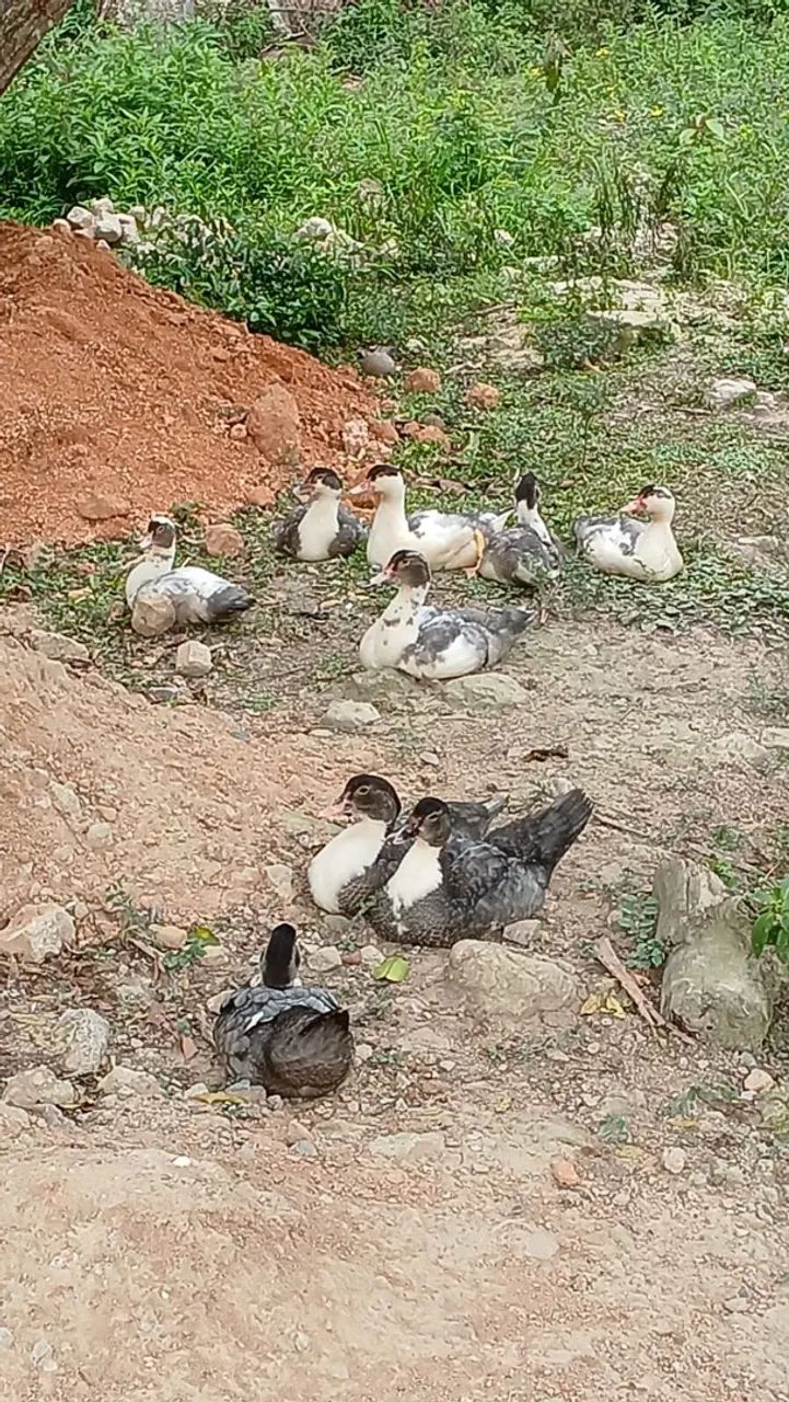 Patos