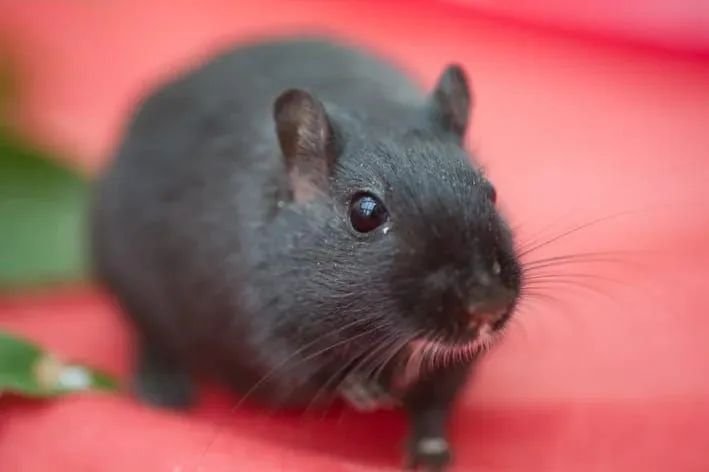 Hamsters  - Foto 3