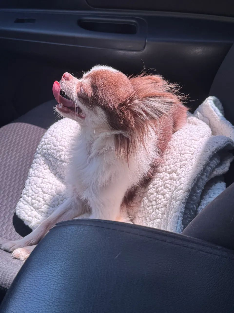 Chihuahua macho chocolate pelo longo com 1 ano para companhia - Foto 5