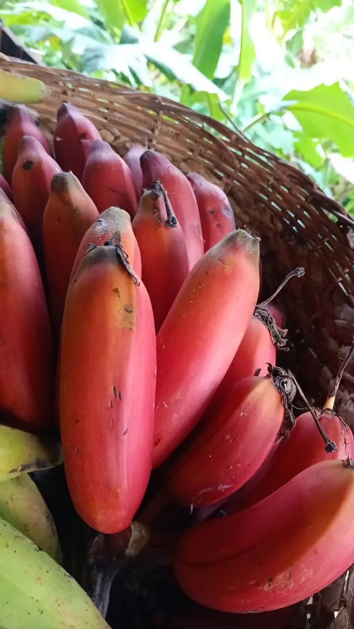Banana roxa  - Foto 3