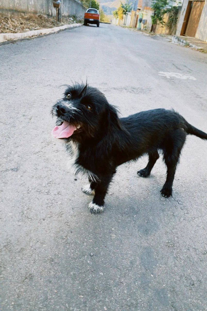 Adoção responsável cachorro alegre  - Foto 4