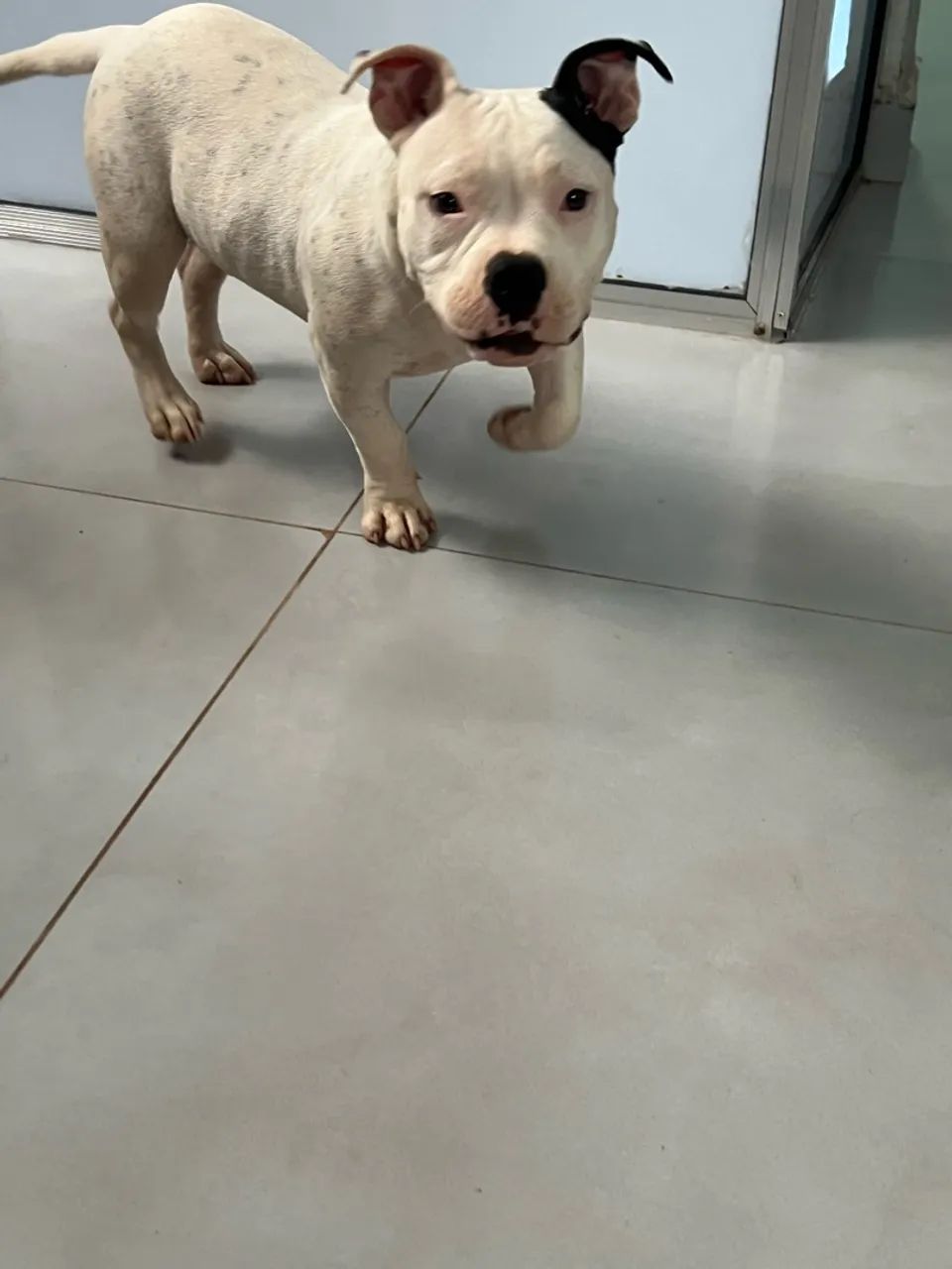 American bully poket  - Foto 5