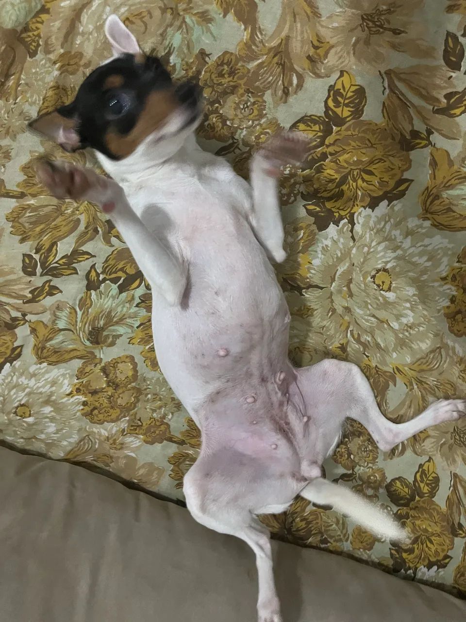 Pinscher fêmea (3 anos) - Foto 2