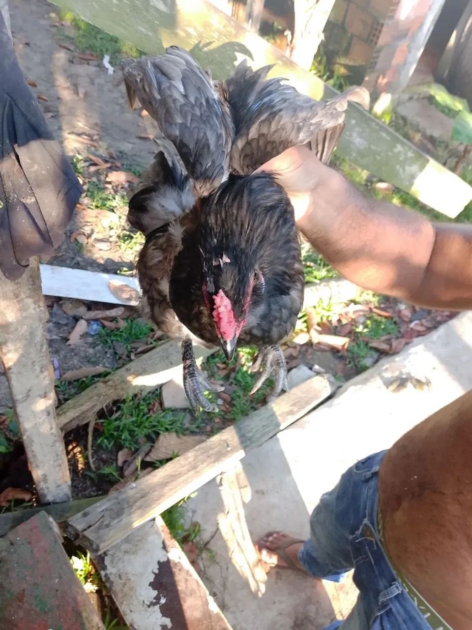 Galo mini coxim - Foto 3