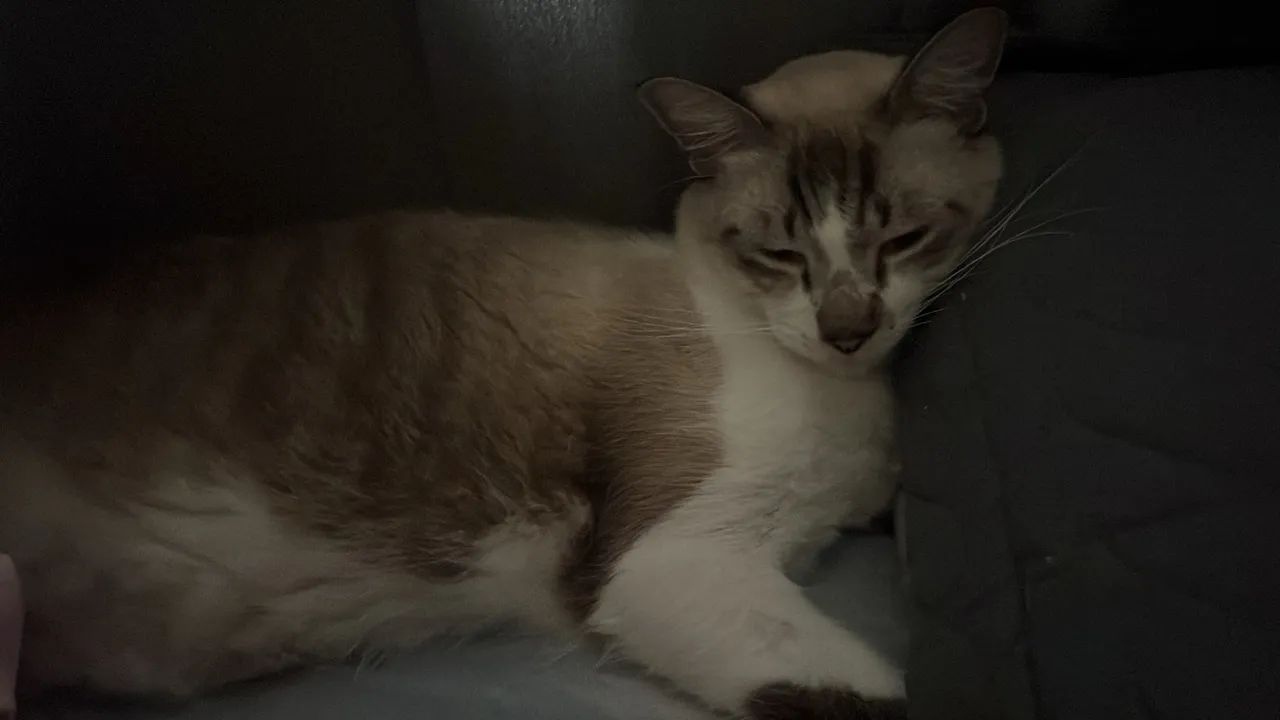 Gato para adoção - Foto 3