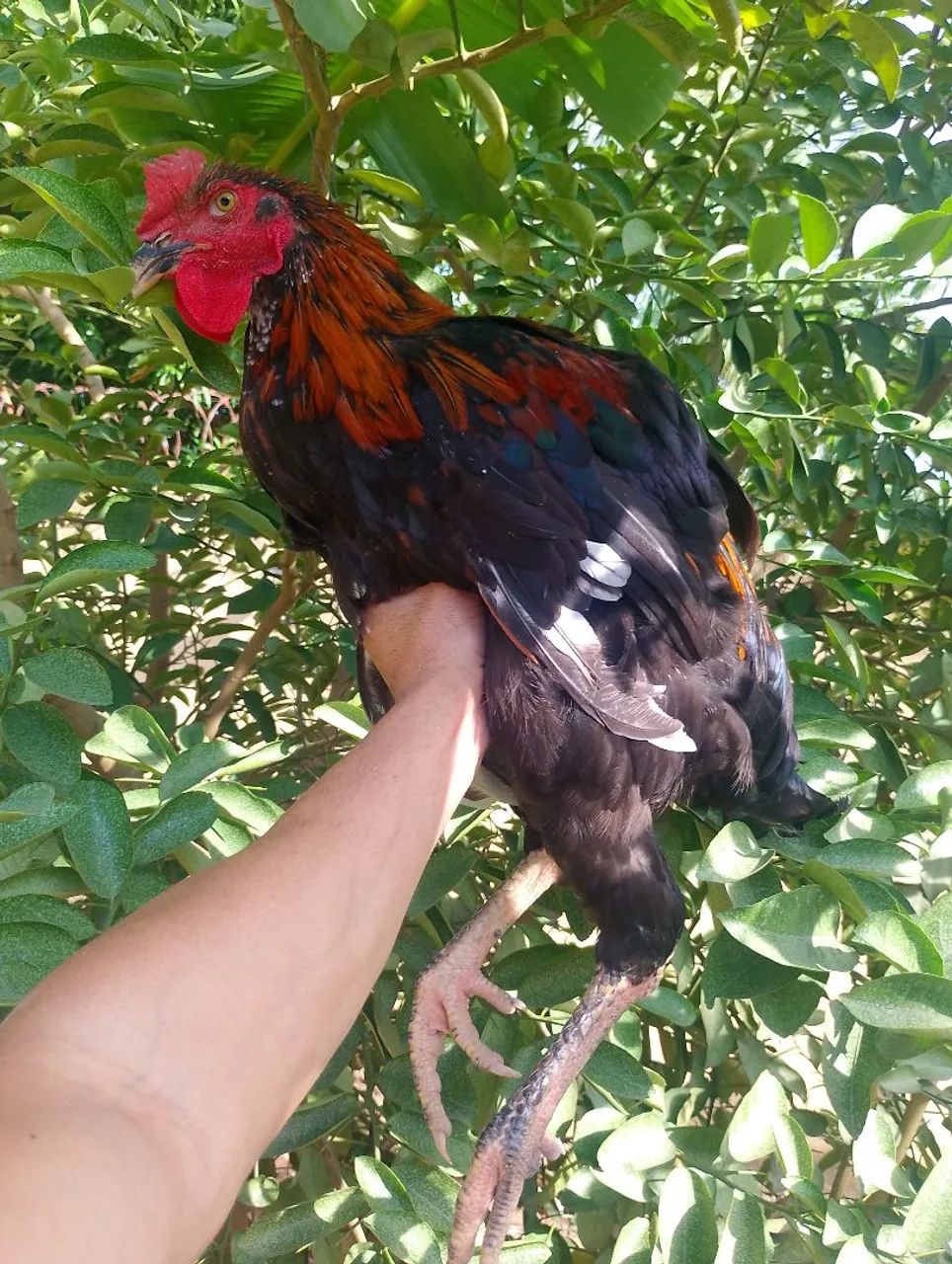 Aves da raça gsb  - Foto 5