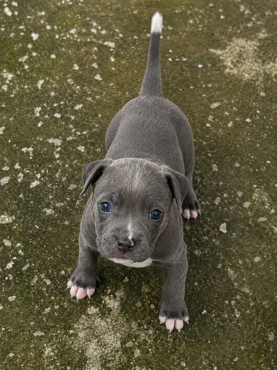 American bully