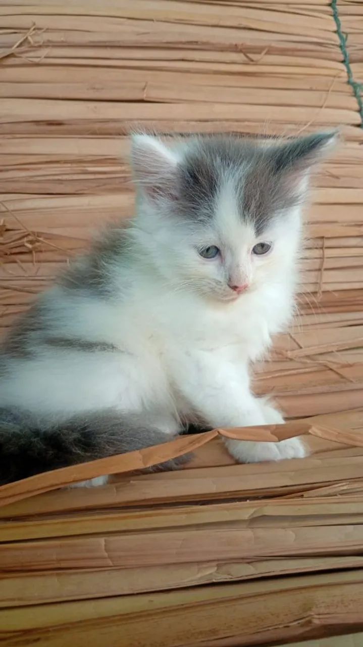Gato Maine coon  - Foto 3