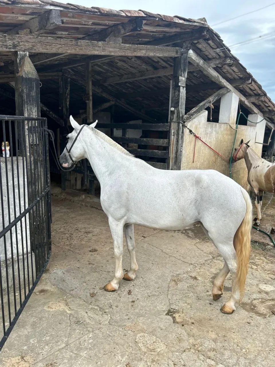 Égua mangalarga  - Foto 2
