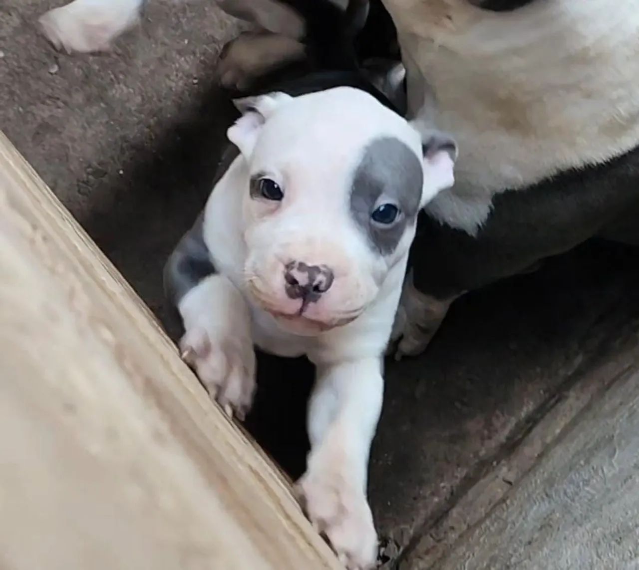 Vendo American bully