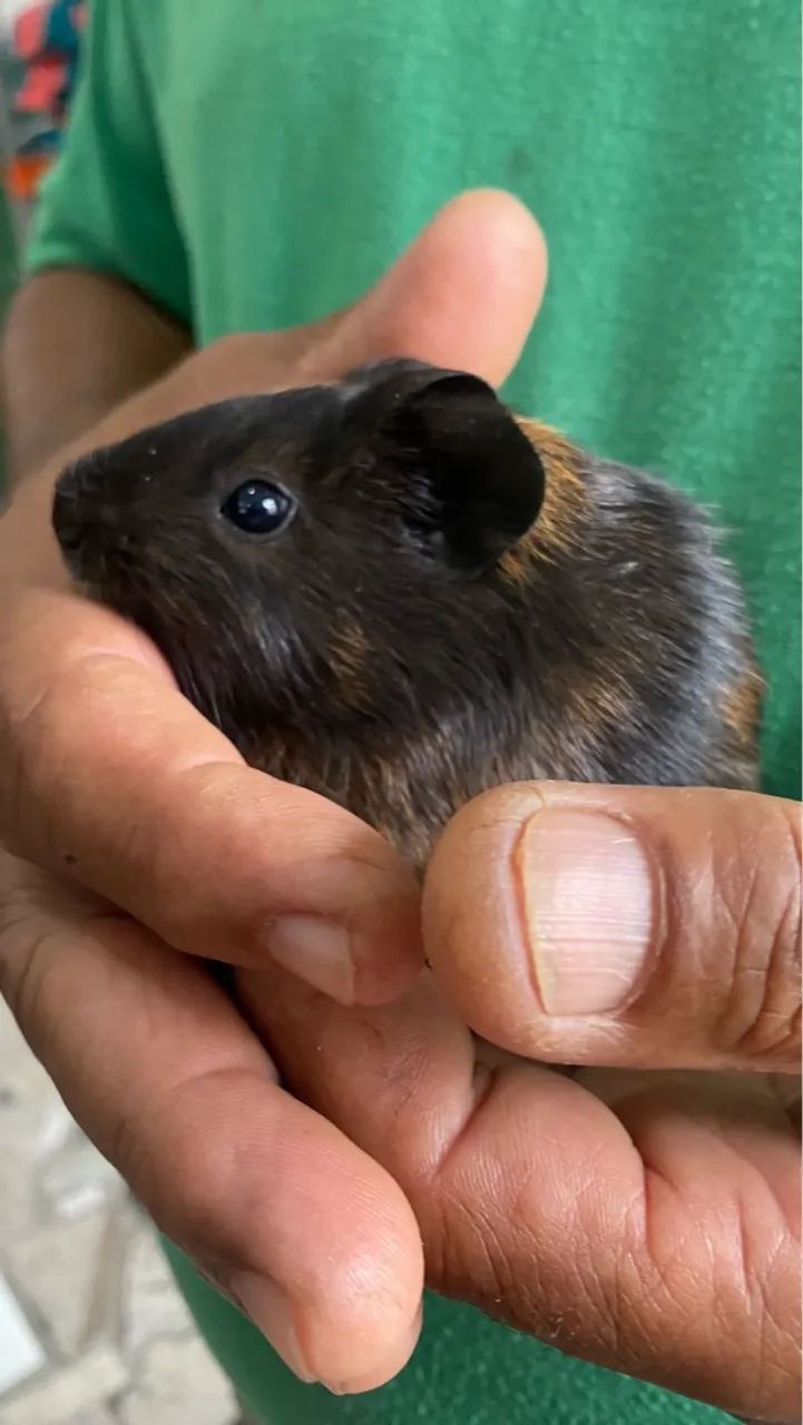 Porquinhos da índia filhotes - Foto 2