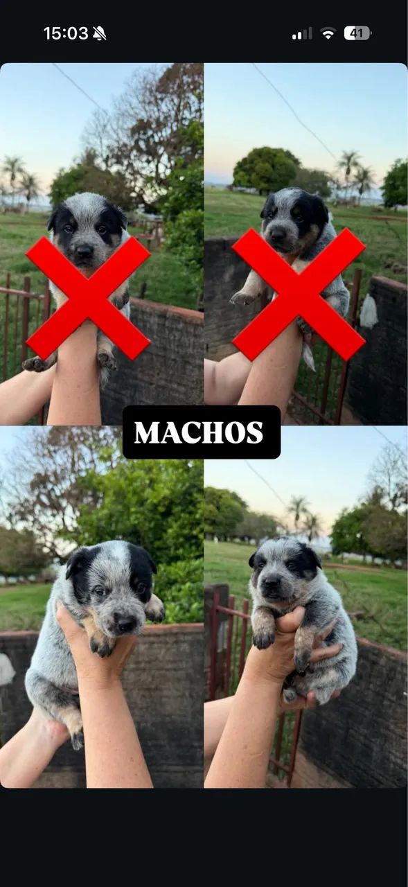Blue heeler 