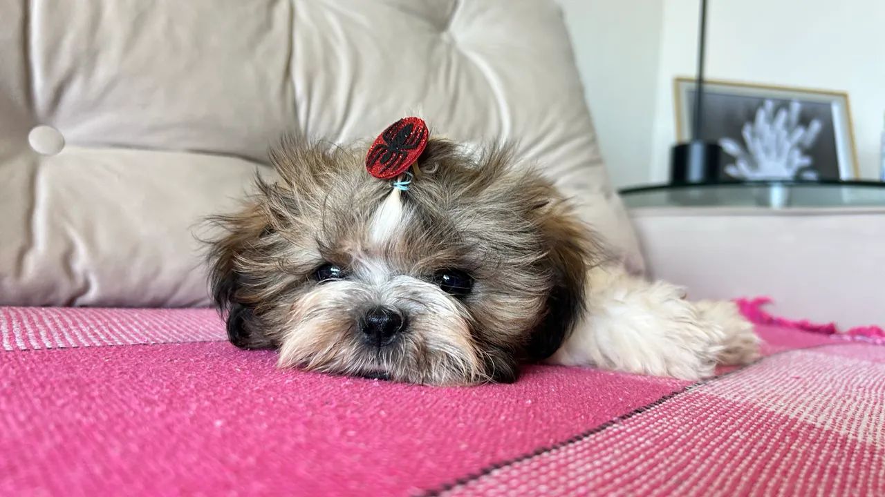 Shih tzu - Foto 5