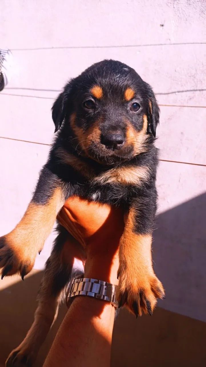 ULTIMOS 2 / Pai Pitbull com labrador/ mãe labradora 