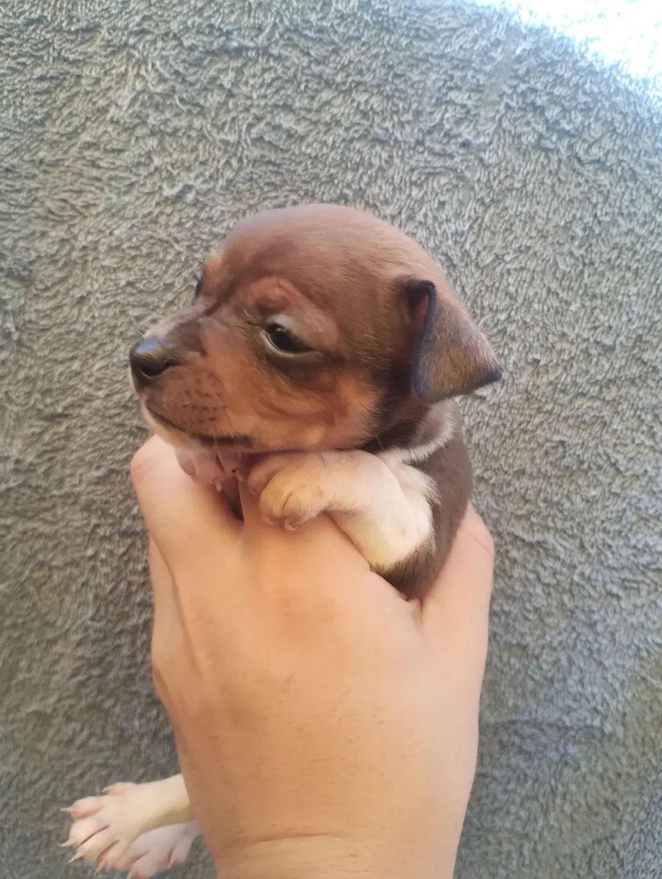 Pinscher macho ! - Foto 3