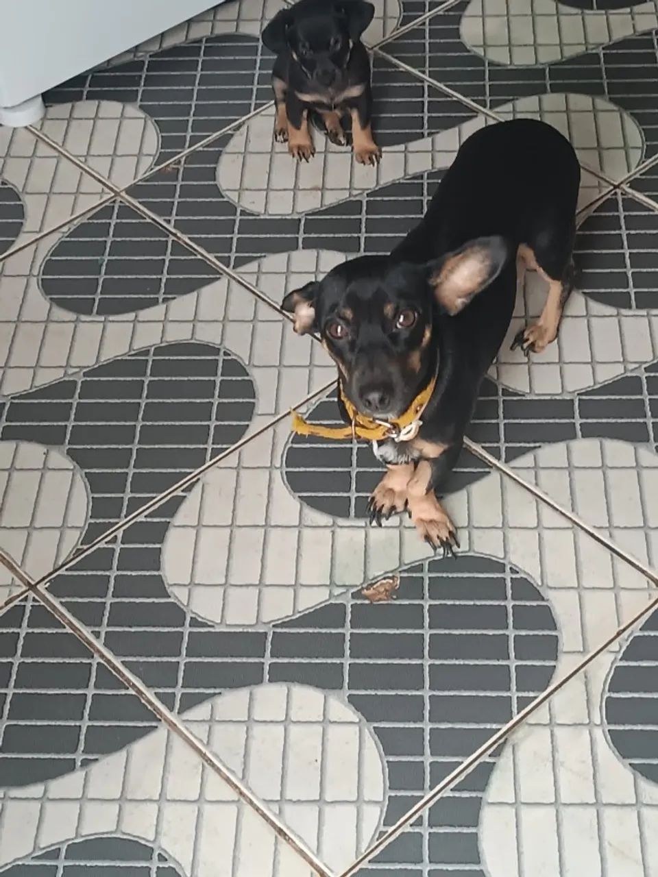 Cachorro - Foto 3