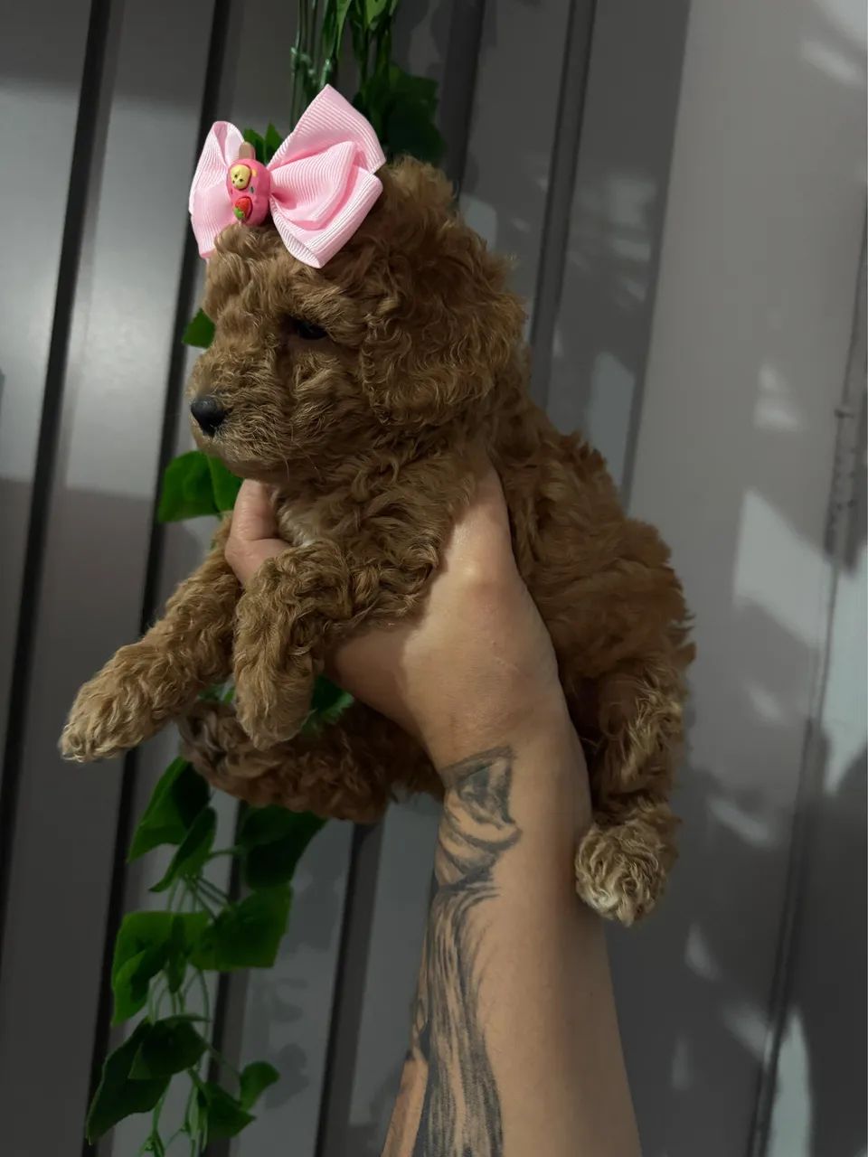 Poodle Toy Red Top de Linha Vacinado - Foto 4