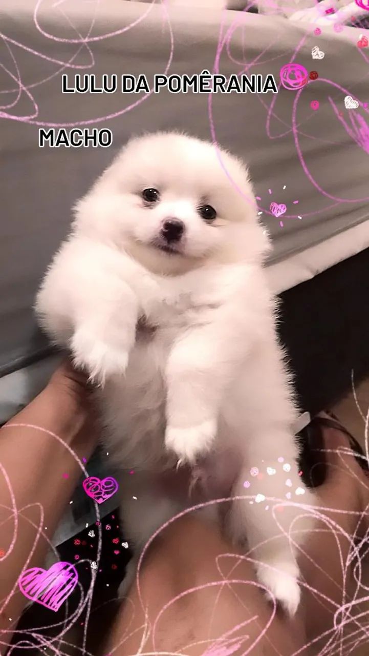 Lulu da pomêrania verdadeiros ursinhos 