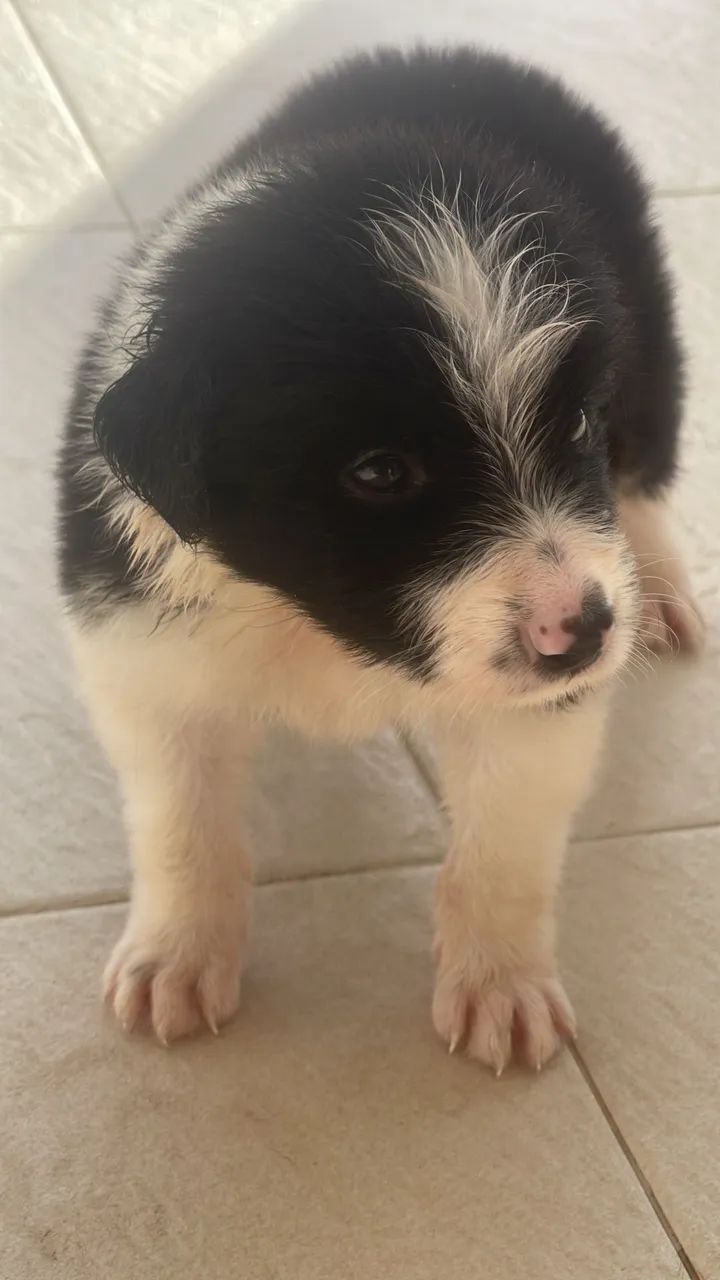 VENDO BORDER COLLIE  - Foto 4