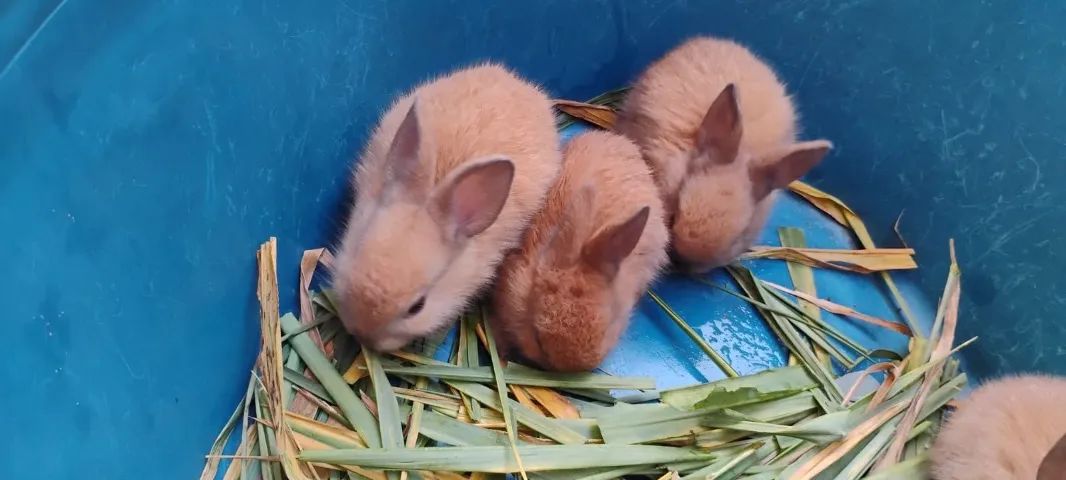 Coelhos lindos e fofinhos - Foto 2