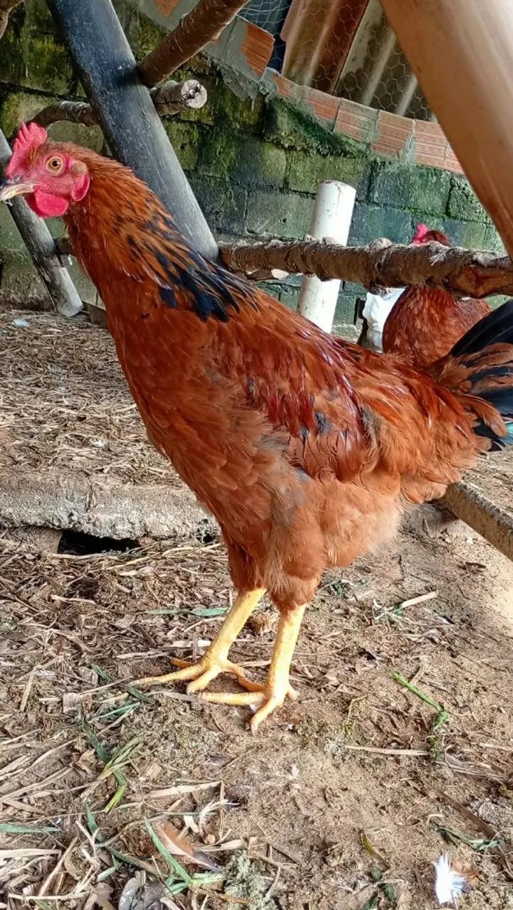 Vendo Galos - Foto 4