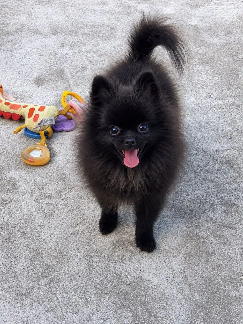 Lulu - Foto 2