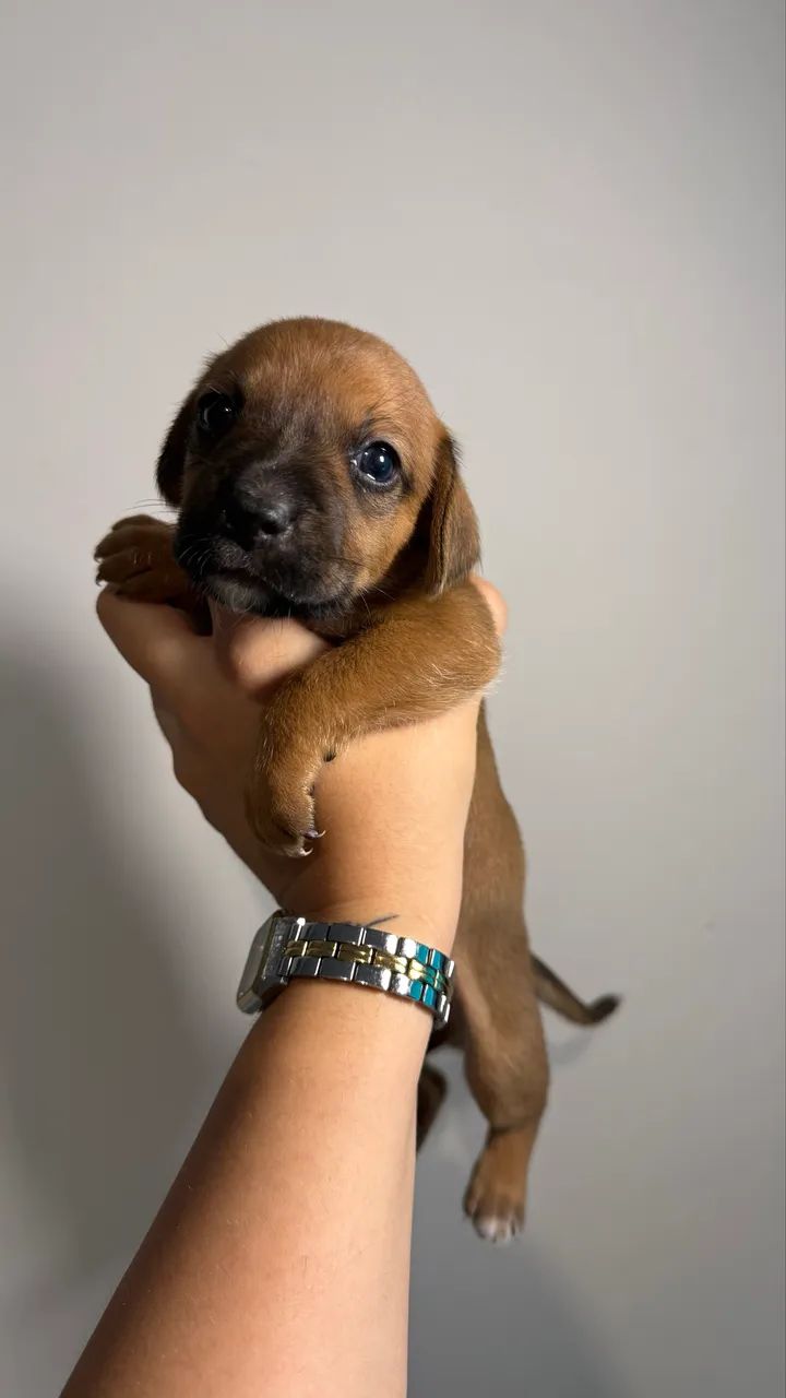 Cachorro para adoção  - Foto 5