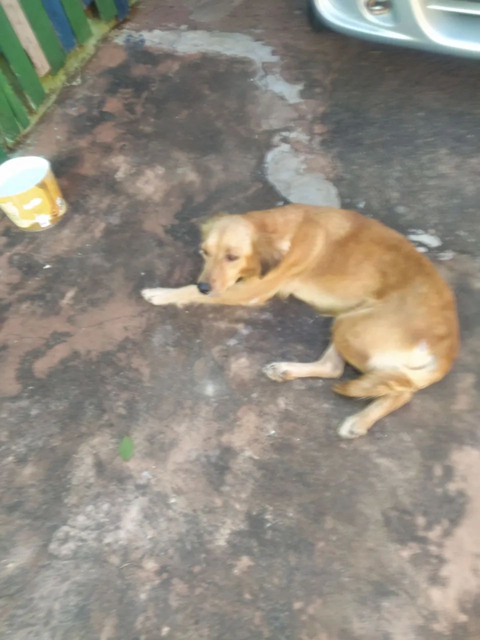 Doa-se pet - femea - Foto 2