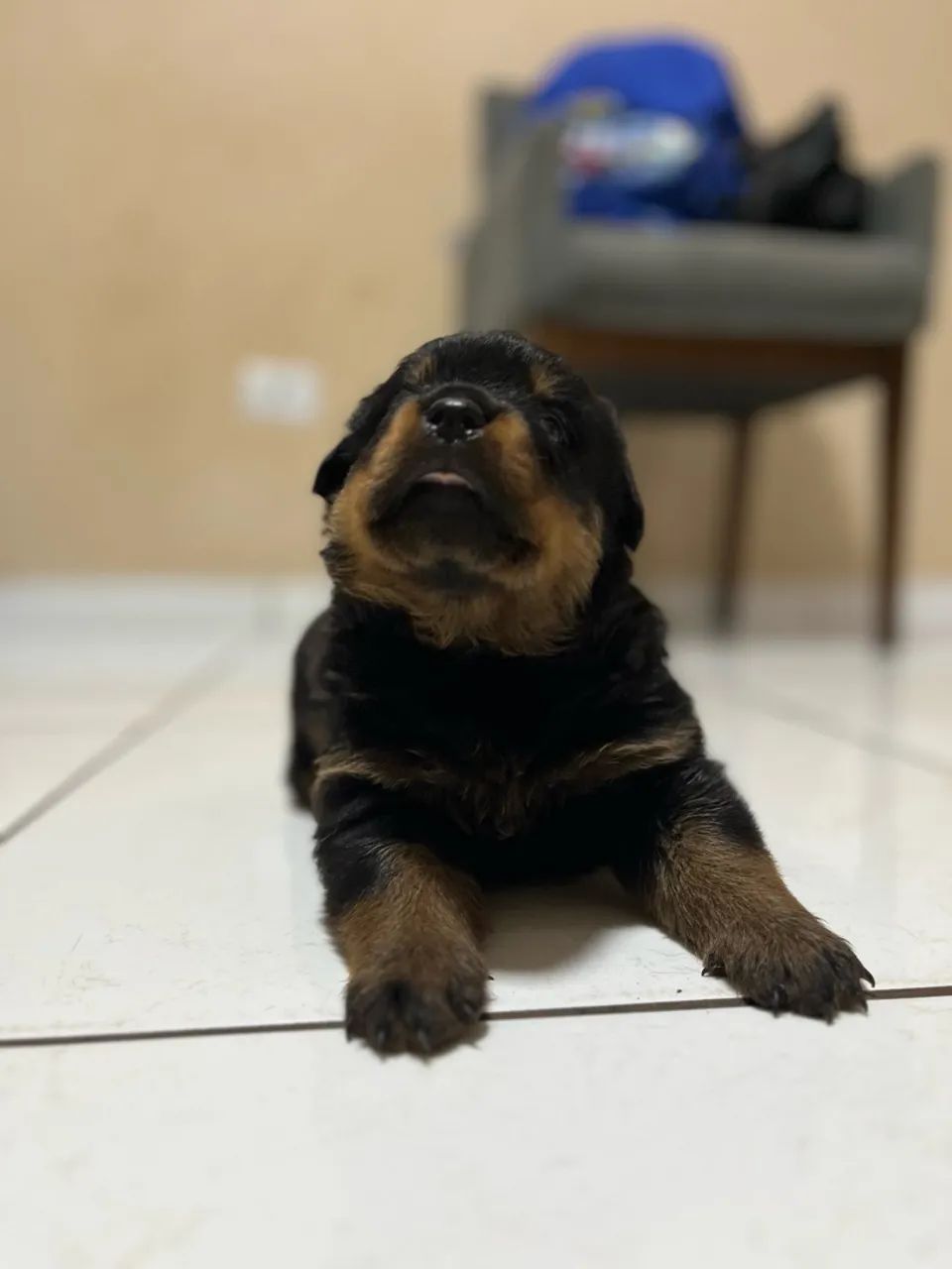 Rottweiler 