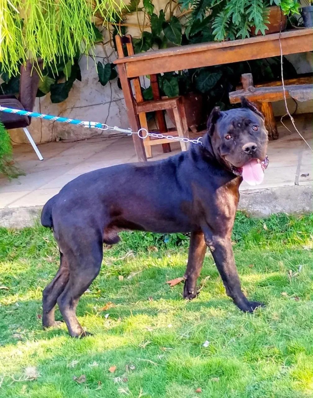 Vendo Cane Corso  - Foto 2