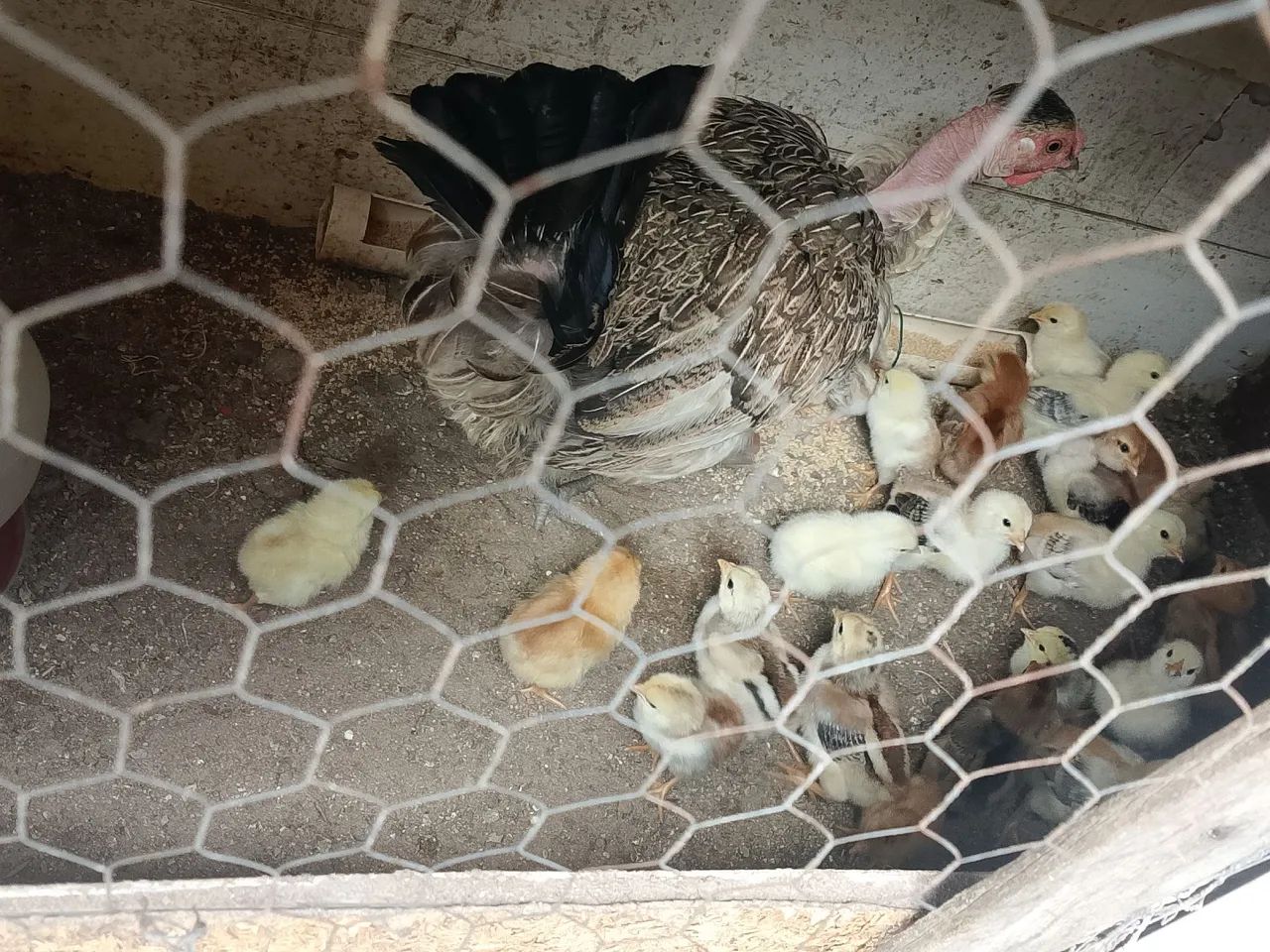 Aves - Foto 2