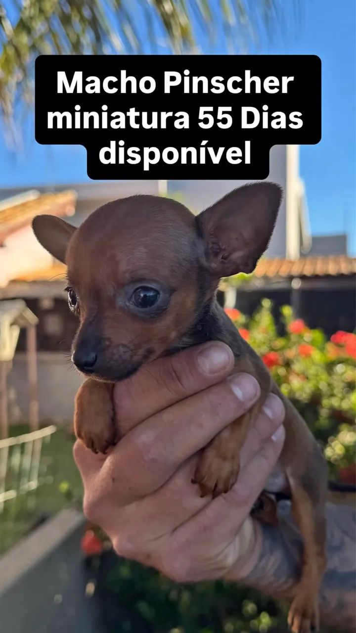 Pinscher miniatura  - Foto 2