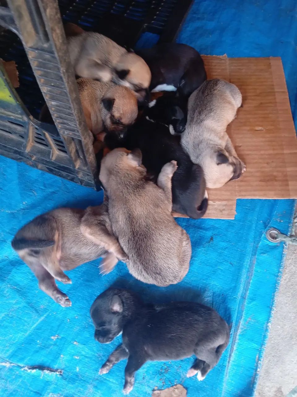 Doação de cachorrinho  - Foto 2