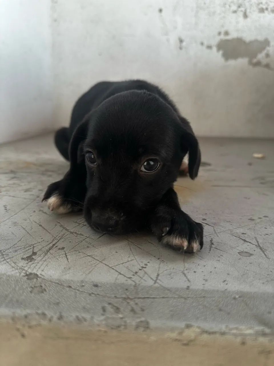 Cachorras sem raça defina muito amáveis e dóceis. - Foto 5