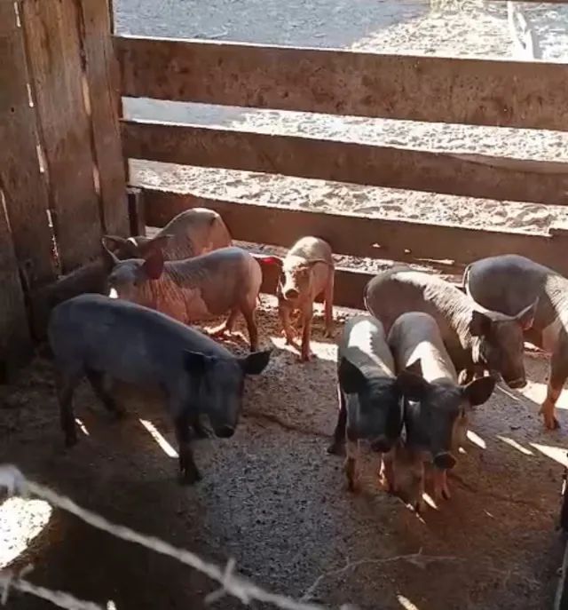 LEITOAS E LEITÕES CAIPIRAS  - Foto 4