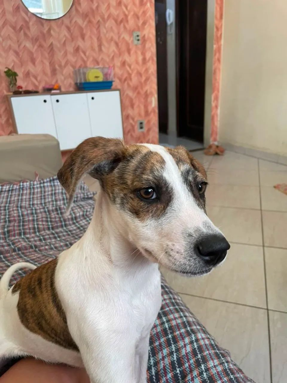 Doação de cachorro  - Foto 4