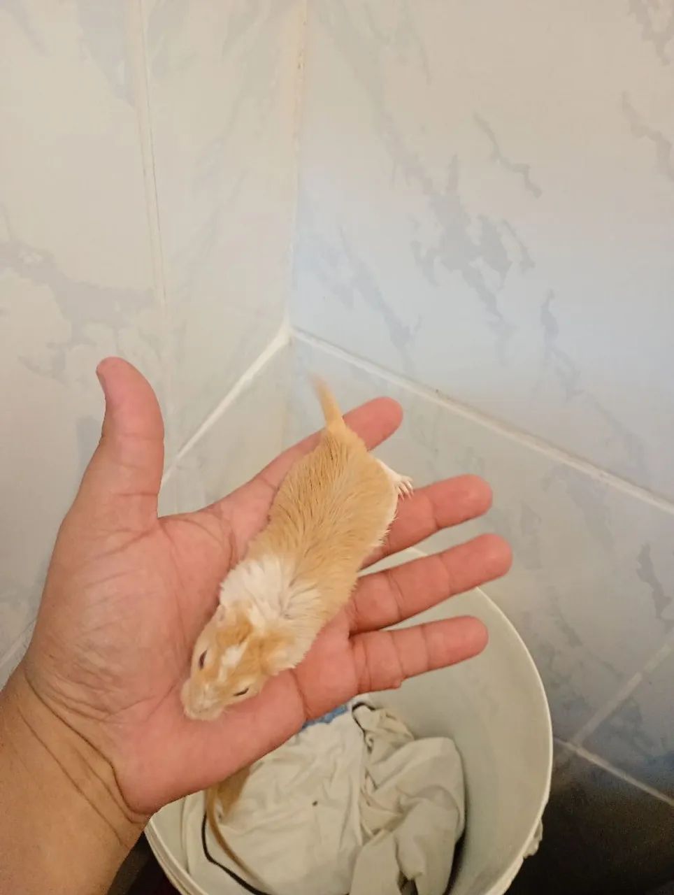 Vendo casal de gerbius  - Foto 5