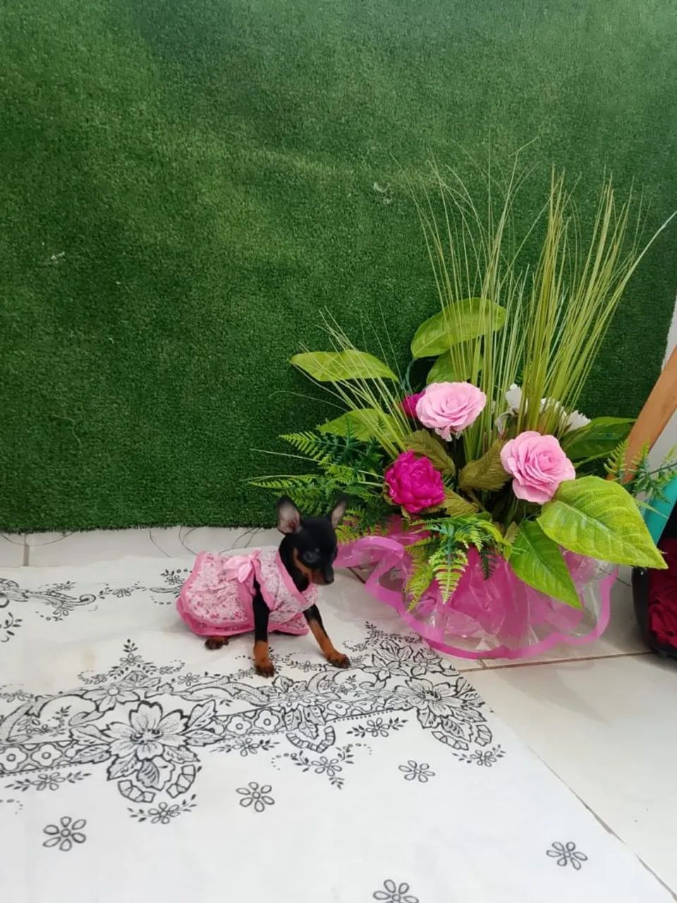 Filhotes de Pinscher Miniatura  - Foto 2