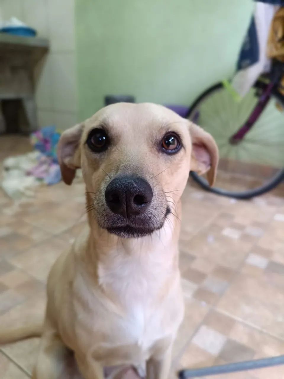 ADOÇÃO RESPONSÁVEL - Foto 2