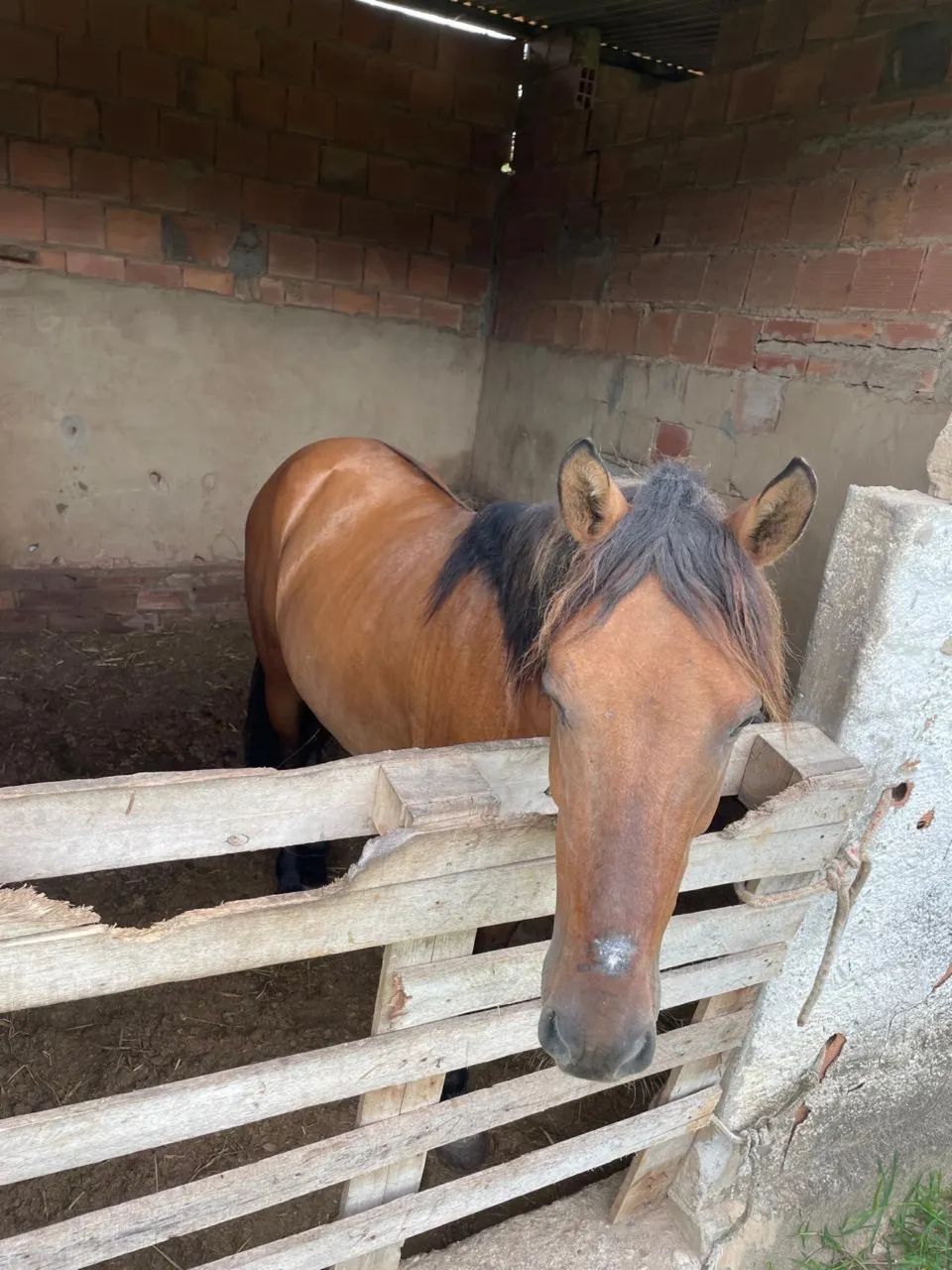 Cavalo - Foto 3