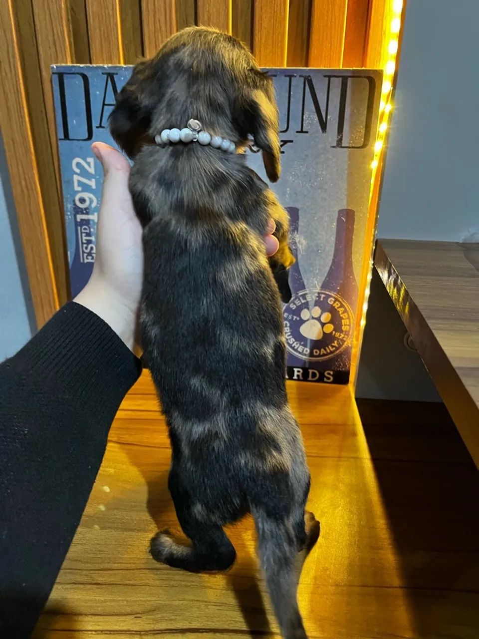 Pelo Longo Alerquim  - Foto 2