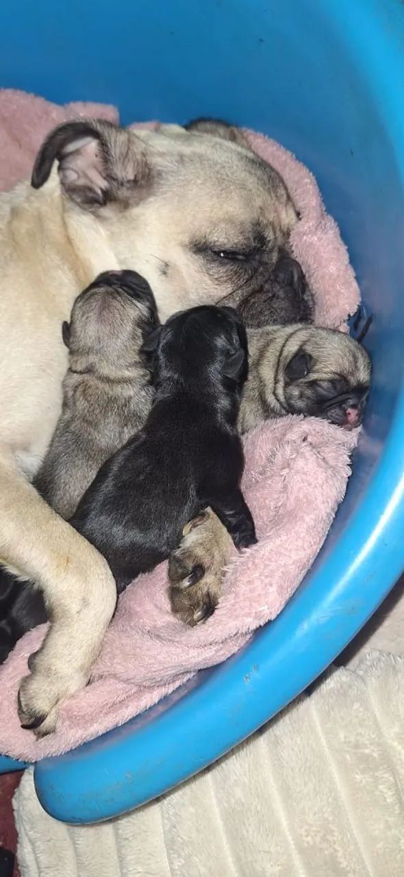 PUGS filhotes - Foto 4