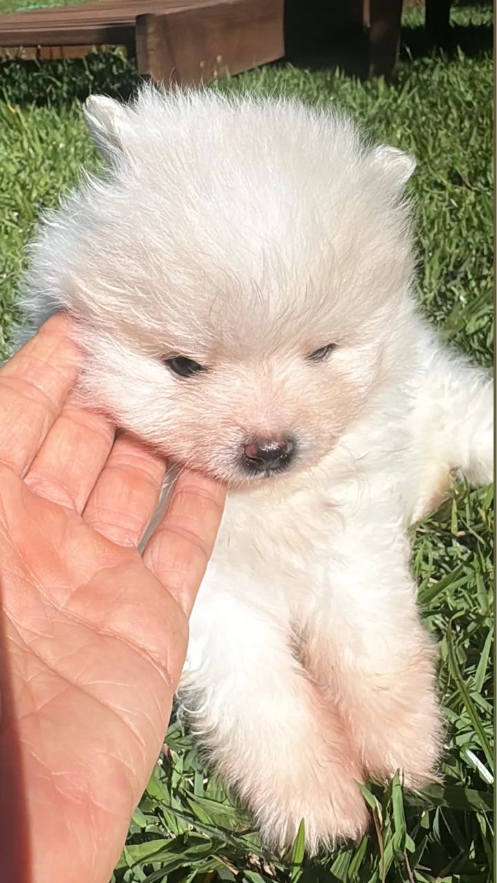 Filhote de spitz alemão  - Foto 2